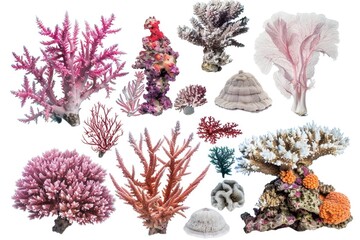 Poster - A collection of colorful corals and shells arranged on a white background