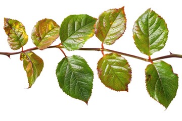 Poster - A close-up shot of a tree branch with lush green leaves, perfect for nature and environmental concepts