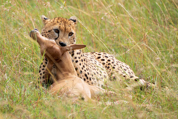 Wall Mural - Cheetah killing baby Topi in the Kenya grass.