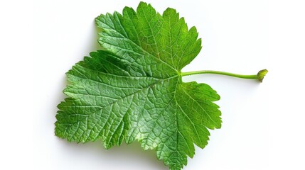 Poster - A detailed view of a single leaf on a white background