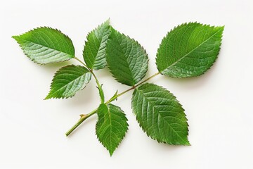 Poster - A single leaf photographed from a unique angle, useful for close-up designs and illustrations