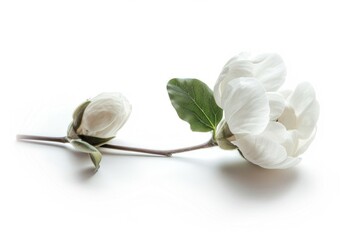 Poster - A single white flower sitting alone on a white background, ideal for use in branding and design projects