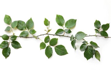 Wall Mural - A isolated branch with lush green leaves against a clean white background