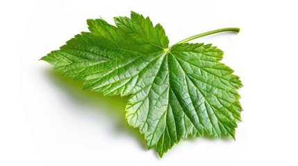 Aufkleber - A single leaf photographed on a white surface