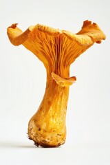 Poster - A single mushroom cap on a clean white background