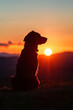 © Christopher - Hund mit Sonnenuntergang im Hintergrund
