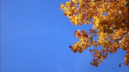 Wall Mural - Golden autumn leaves on a tree with blue sky