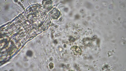 Wall Mural - soil microorganisms under the microscope. farmer collecting soil samples in a test tube in a field. Agronomist checking soil carbon and plant health on a farm