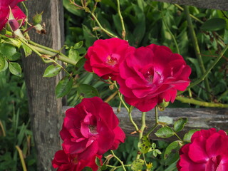 Red flowers