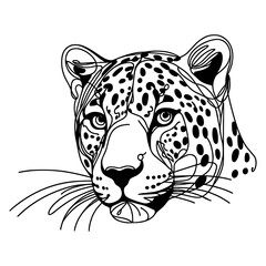 Closeup portrait of Leopard  in a line drawing style