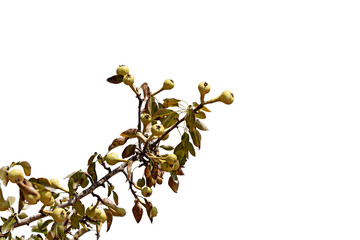 Wild pear (Pyrus sp.) tree on Taurus Mountains in Mediterranean nature in autumn