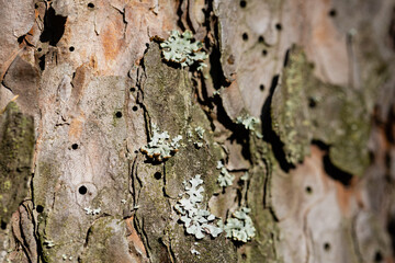 detail of spruce trunk, bark with moss