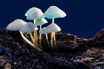 Wall Mural - Mycena alcalina mushrooms on a rotten stump in an autumn forest