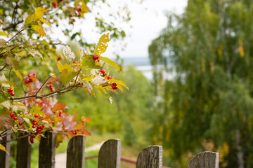 Canvas Print - ripe rowan berries on a tree in autumn