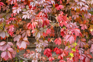 Canvas Print - red leaves of the plant maiden grapes in autumn