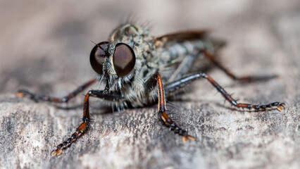 macro of a fly