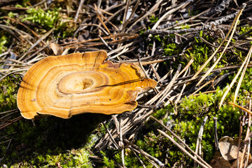 Coltricia perennis mushroom among moss in the forest