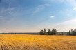 © Sergei - A field of yellow grass with a blue sky in the background