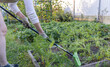 © Sergei - A woman is working in a garden, using a rake to gather vegetables