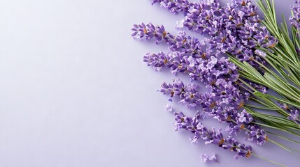 Poster -   Purple surface with lavender flowers laid next to each other and stems attached