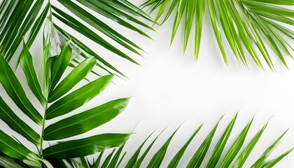 Wall Mural - Vibrant Tropical Palm Leaves Bordering a Serene White Space for a Refreshing Summer Feel