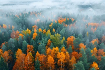 Canvas Print - Breathtaking Autumn Forest Landscape with Mist and Vibrant Foliage