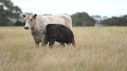 Wall Mural - beautiful cattle in Australia  eating grass, grazing on pasture. Herd of cows free range beef being regenerative raised on an agricultural farm. Sustainable farming 