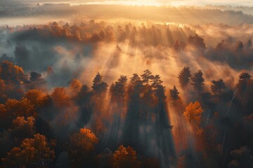 Wall Mural - Breathtaking Sunrise Over a Misty Forest with Golden Rays of Light