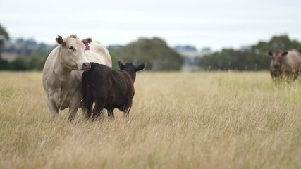 Wall Mural - beautiful cattle in Australia  eating grass, grazing on pasture. Herd of cows free range beef being regenerative raised on an agricultural farm. Sustainable farming 