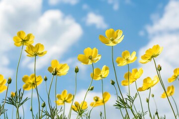 This is a stunning macro shot of yellow buttercup flowers in a meadow.