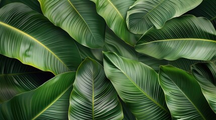 Poster - Banana leaves. Generative AI.