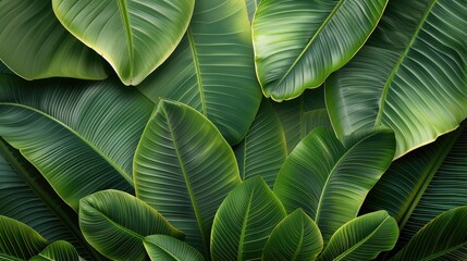 Poster - Banana leaves. Generative AI.