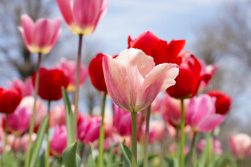 Beautiful tulip flower garden. The Expo 70 Commemorative Park, Osaka, Japan