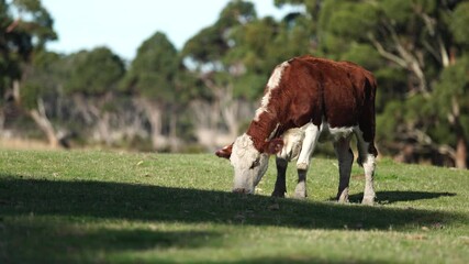 Wall Mural - beautiful cattle in Australia  eating grass, grazing on pasture. Herd of cows free range beef being regenerative raised on an agricultural farm. Sustainable farming 