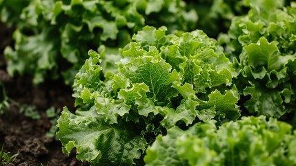 Canvas Print - Close-up of Fresh Green Lettuce Leaves in a Garden