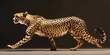 © TheWaterMeloonProjec - The distinct physical characteristics of a cheetah, including its adaptable spine, partially retractable claws, elongated legs, and tail, allow it to achieve an astonishing maximum speed of 110 km/h