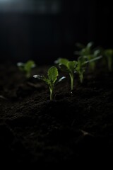 Canvas Print - small plant growing in dark soil