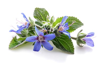 Borage flowers and leaves isolated on white background. Medicinal plant.