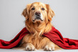 © Jhon - Golden retriever dog with superhero cape on white background, confident and playful mood. Ample copy space for text integration. Cute pet concept.