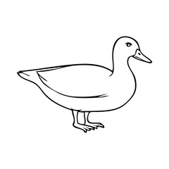 Wall Mural - duck line vector illustration