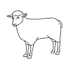 Wall Mural - sheep line vector illustration