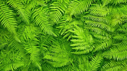 Wall Mural - Lush Green Fern Fronds Close Up Texture Background