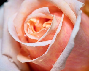 close up of a rose