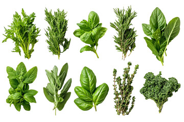 A variety of fresh herbs like basil, rosemary leaves, on a white background. A collection or selection of various green leafy plants for cooking and herbal medicine use. Top-down, flat-lay.