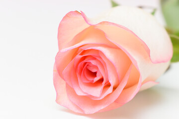 Wall Mural - beautiful pink rose flower isolated on white background, valentine day