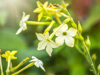 Wall Mural - Flowering ornamental tobacco plant, Nicotiana alata