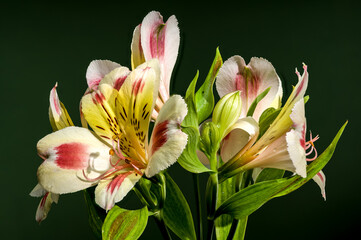 Wall Mural - Blooming white-pink Alstroemeria Rebecca on a green background