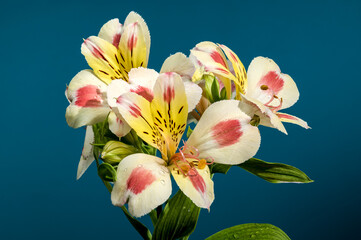 Wall Mural - Blooming white-pink Alstroemeria Rebecca on a blue background