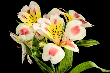 Wall Mural - Blooming white-pink Alstroemeria Rebecca on a black background