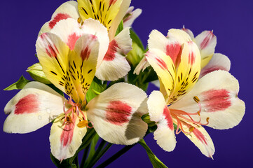 Wall Mural - Blooming white-pink Alstroemeria Rebecca on a purple background